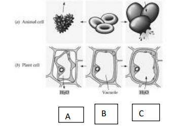 The diagram shows animal and plant cells placed in 3 different types of solutions.

a) Name the 3