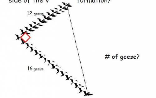 D( Geese fly in V formation. The V forms a right angle that has 16 geese on 1 side and 12 geese on