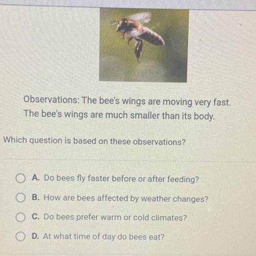 Observation: The bee's wings are moving very fast.

The bee's wings are much smaller than its body