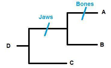 Consider the generalized cladogram of fish. A fossilized fish is found that has jaws but no true bo