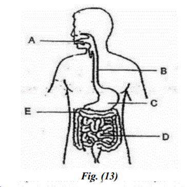 Figure (13) shows the digestive system with parts

labelled as A, B, C, D and E.a) Identify the pa