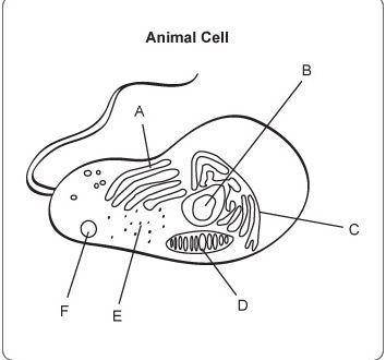 Which series of labels correctly identifies the indicated structures in this sketch of a cell viewe