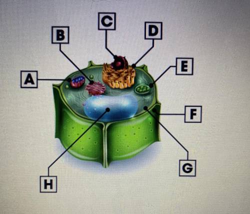 Identify the organelle where photosynthesis takes place. 
B
C
D
E
