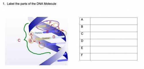 Label the parts of a DNA molecule