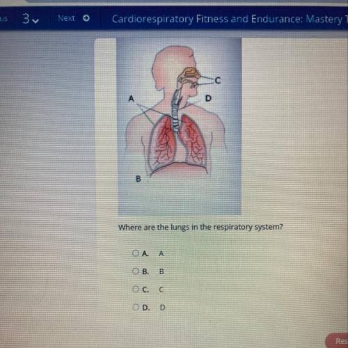 Where are the lungs in the respiratory system?
A. A
В. В
C. C
D. D