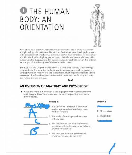 The human body:an orientation