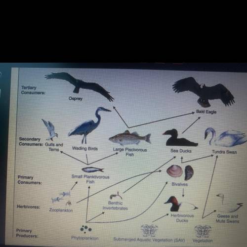 What might happen to the organisms in the food web below if the number of phytoplankton and vegetat