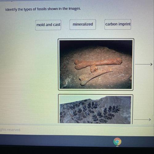 Identify the types of fossils shown in the images.

mold and cast
mineralized
carbon imprint