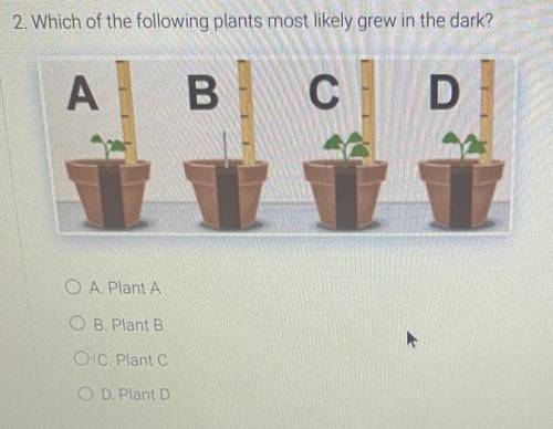 2 Which of the following plants most likely grew in the dark
A
B
С
D
