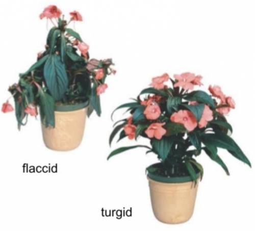When a plant starts to wilt, it's often due to a lack of water, which makes its cells flaccid, or l
