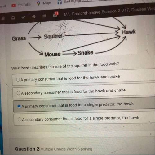What best describes the role of the squirrel in the food web?