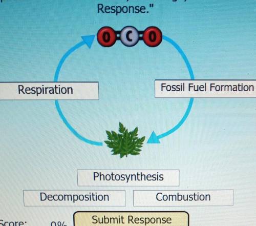 Here is a very simple model of part of the carbon cycle. Place the applicable labels where they sho