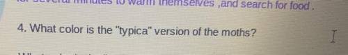 4. What color is the typica version of the moths?