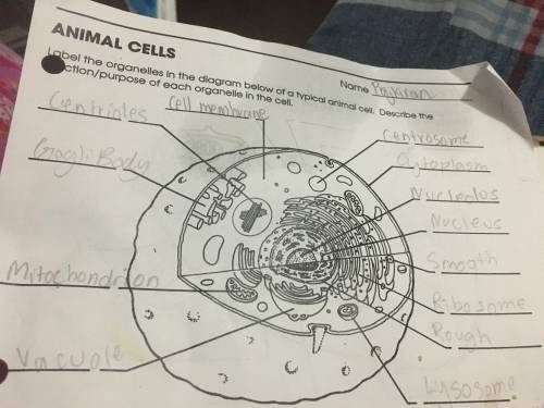 Label the organelles of animal cells correctly if they are wrong?