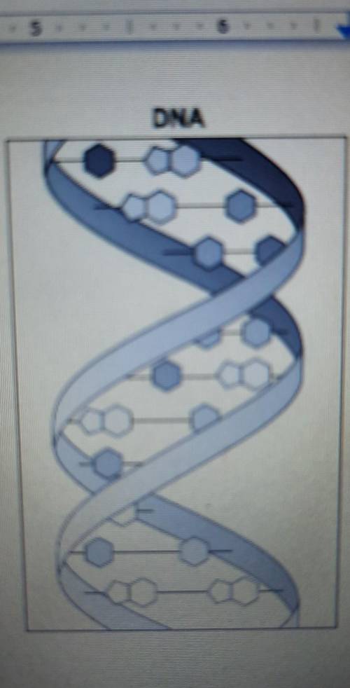 1. What is DNA?2. Look at the diagram of DNA. Describe Its structure.
