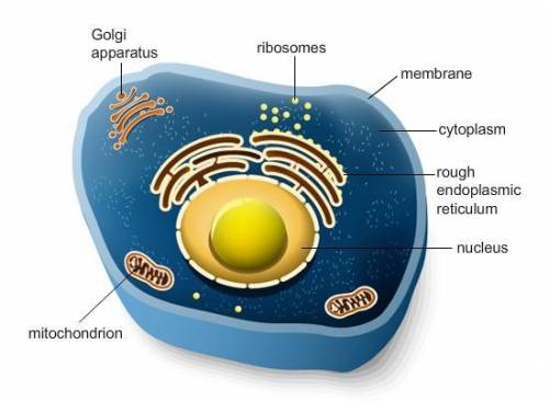 The diagram shows a model of an animal cell. Explain how you’d modify the model to show the structu