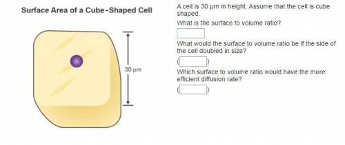 A cell is 30 µm in height. Assume that the cell is cube-shaped. What is the surface to volume ratio