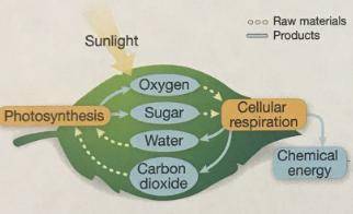 What does the diagram below reveal about the connections between photosynthesis and cellular respir