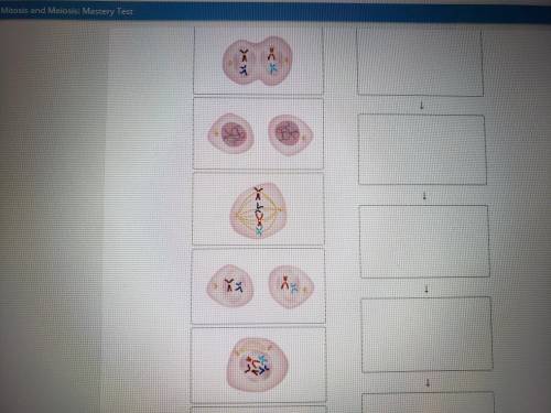 Drag each title into the correct box. Not all titles will be used. Mitosis is a type of cell divisi