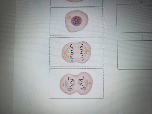 Drag each title into the correct box. Not all titles will be used. Mitosis is a type of cell divisi