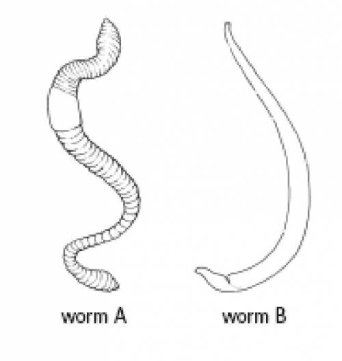 PLEASE HELP ASAP PLEASE

Identify the types of worms in the drawing. Explain the reasons for your