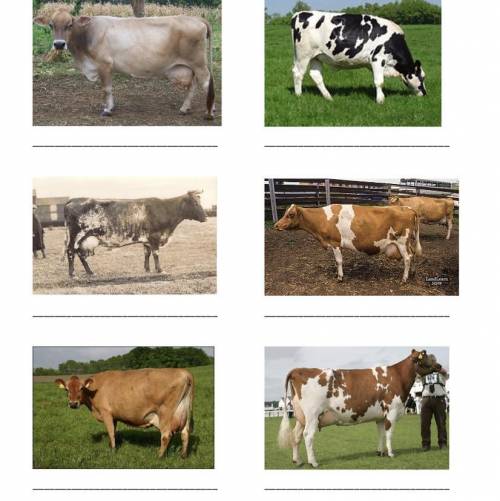 Which dairy cattle breeds they are? 
Can somebody help me, please