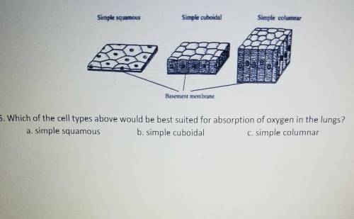 Please Help!

6. Which of the cell types above would be best suited for absorption of oxygen in t