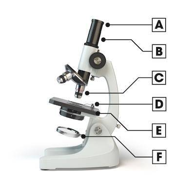 Which part of the compound light microscope provides the light source?

A. Part A
B. Part B
C. Par