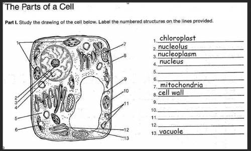 PARTS OF A CELL---
could someone help me fill in the rest of the blanks?