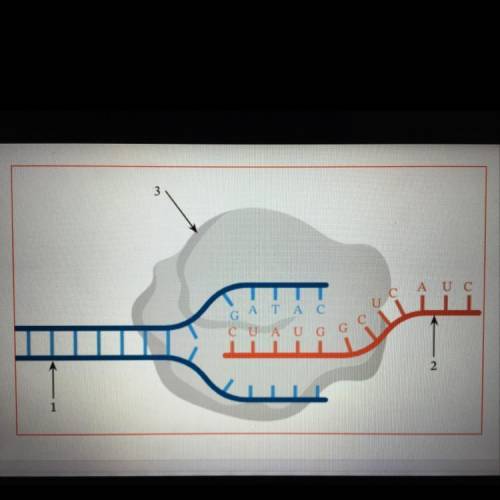 Label 1.2.3 
a. mRNA
b. RNA polymerase
c. RNA
d. DNA