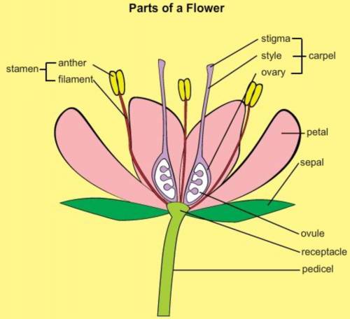 This flower has male and female reproductive parts. Identify the flower’s male reproductive parts.