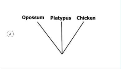 The following data shows the presence of four enzymes across three species. Based on the data given