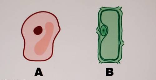 Which of the graphics best represents an animal cell?