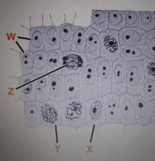 Which cell most recently underwent metaphase? °W °Х °Y ° Z
