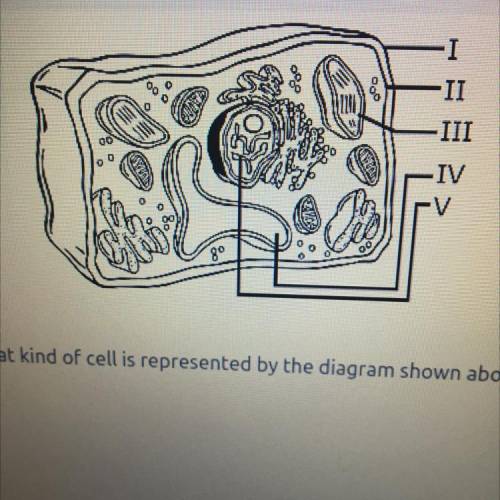 What kind of cell is represented by the diagram shown above?