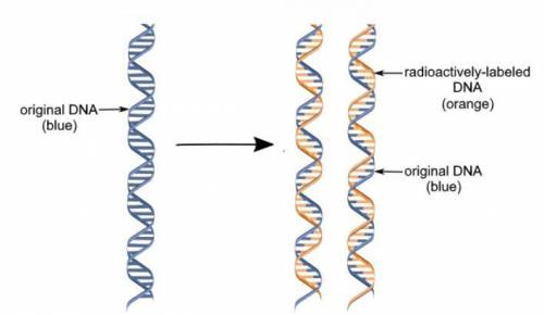 Researchers performed an experiment to investigate DNA replication. First, they synthesized radioac