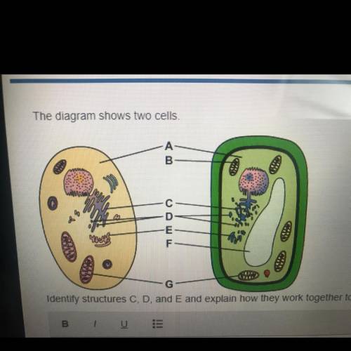 The diagram shows two cells. Identify structures C, D, and E and explain how they work together to