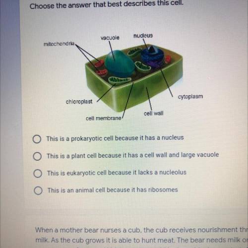 HELP PLEASE! WILL GIVE choose the answer that best describes this cells.