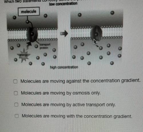Which two statements correctly define the process shown in the diagram? low concentration molecule
