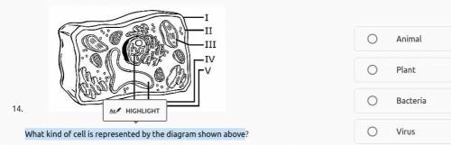 What kind of cell is represented by the diagram shown above?( I have 5mins plz answer quick).