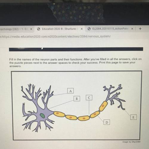 HELP

Fill in the names of the neuron parts and their functions. After