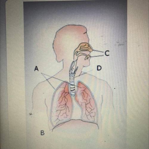 Where are the lungs in the respiratory system? 
Α
B
C
D