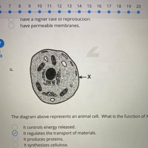 The diagram above represents an animal cell. What is the function of X?

It controls energy releas