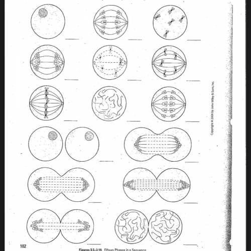 Here are the pictures , you’re supposed to list them in a logical sequence for cell division.