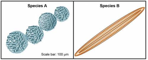 Most bacterial species have an optimal surface area-to-volume ratio (SA/V) that balances growth, av