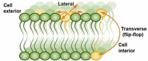 The image shows two types of diffusion movements in the phospholipid membrane. Lateral diffusion is