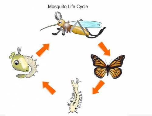 Identify the errors in the image.

A) The egg stage is missing.
B) The mosquito transforms into a