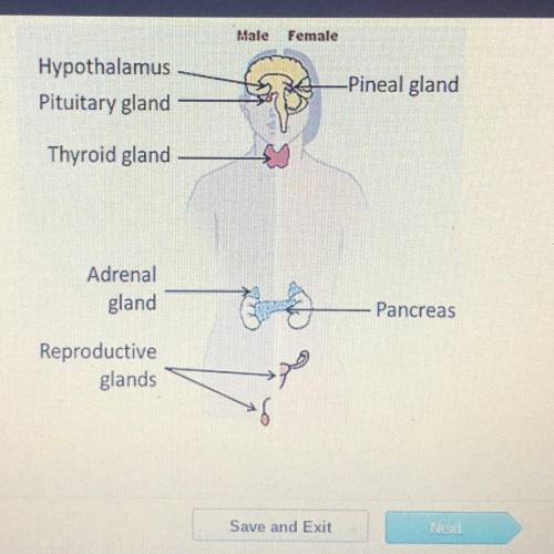 Which system is represented by the diagram below?

Male
Female
Hypothalamus
Pituitary gland
-Pinea