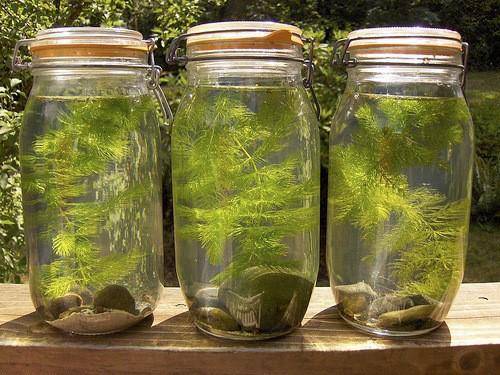 Explain how the above jars contain mini biospheres. The jars contain stones, seaweed (which can liv