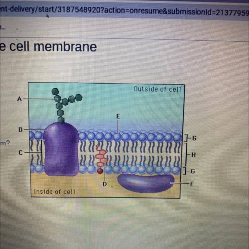 What is part A of this cell membrane diagram